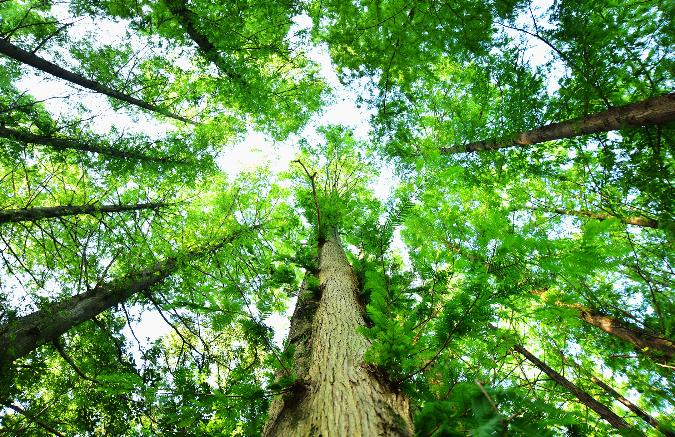 山形の森林